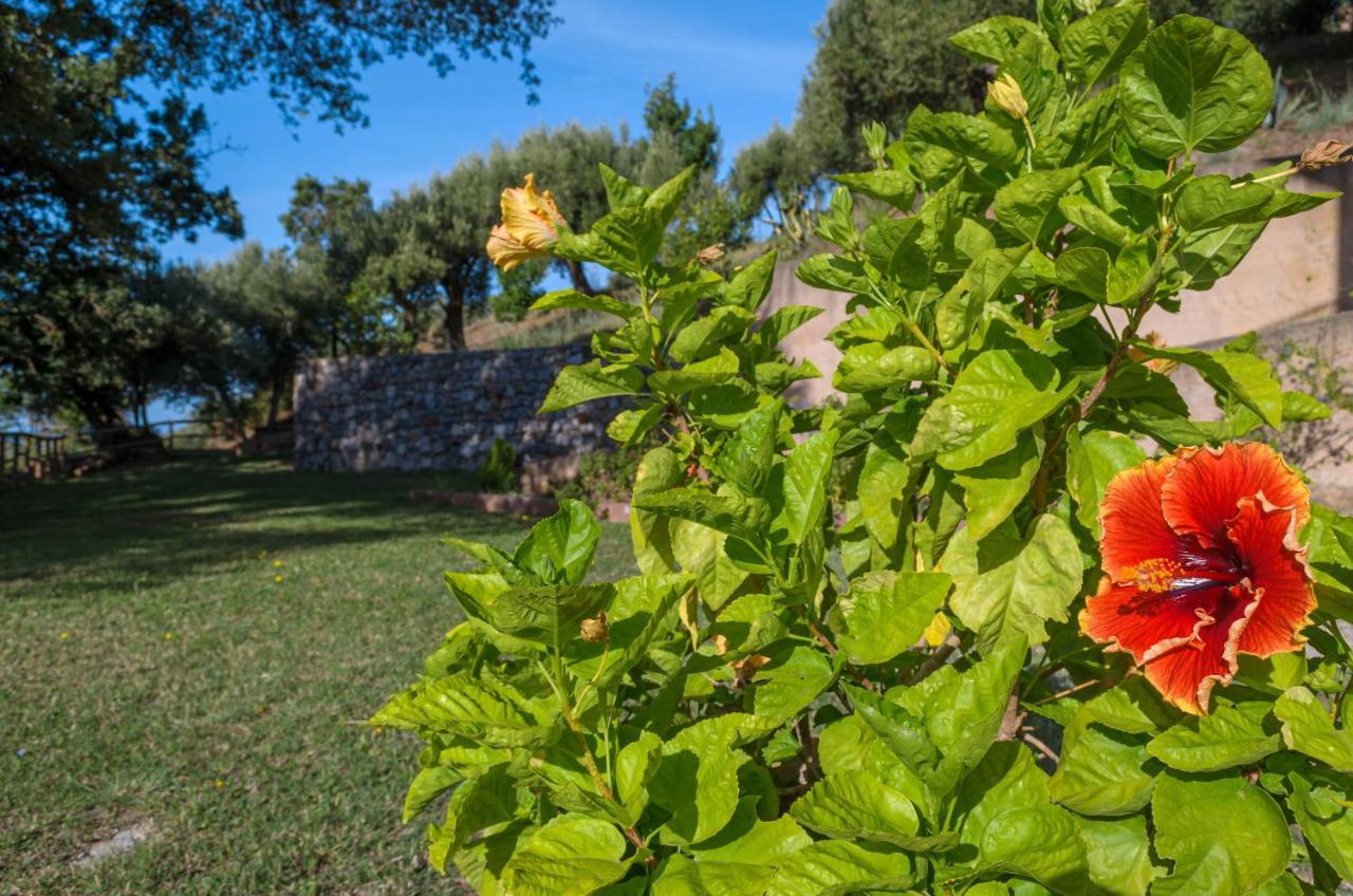 Drius Edode - B&B Affittacamere Torraca Exteriör bild